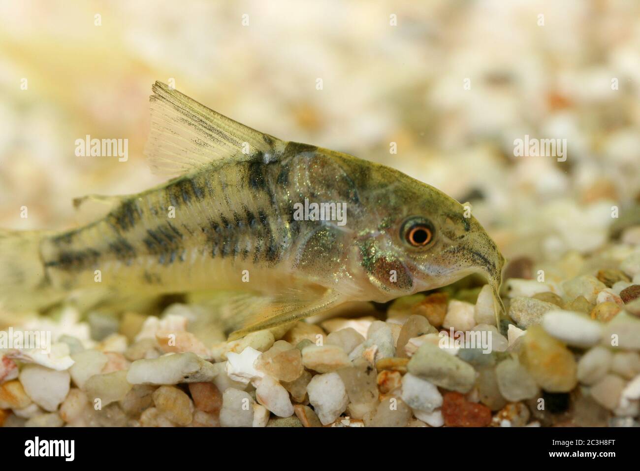 Marbled catfish  (Corydoras paleatus) Stock Photo