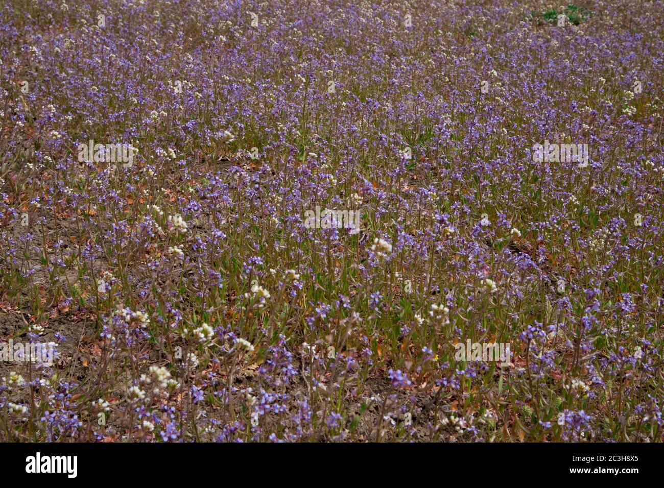 Flower field of purple wild flowers. Texture background Stock Photo - Alamy