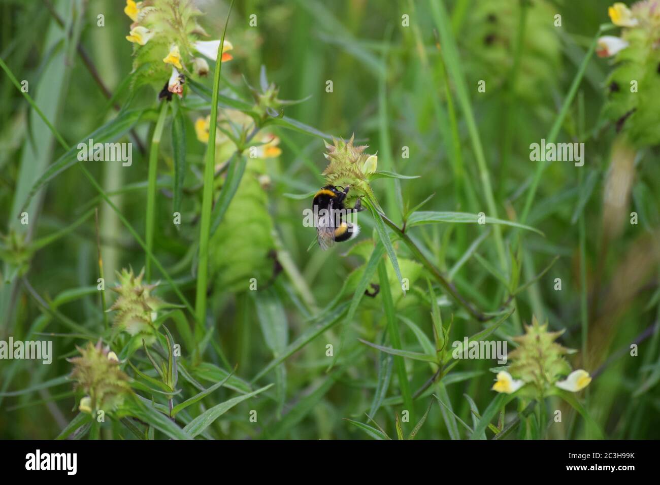 Bumblebee on an Aristate yellow rattle Stock Photo