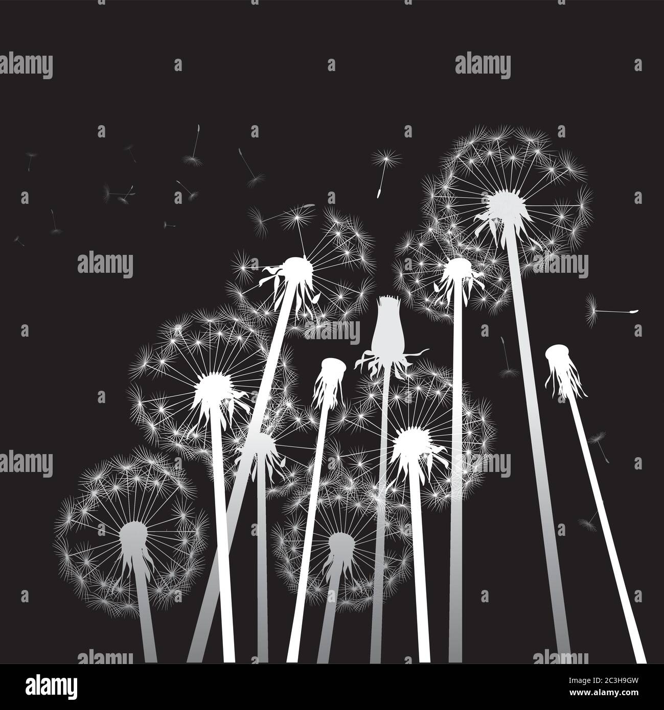 White dandelion on black background. Vector illustration. EPS file. Stock Vector