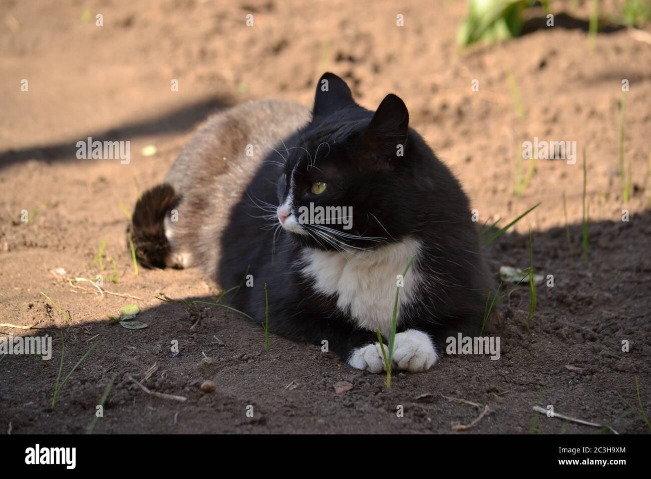 A black and white cat is resting in the garden at the junction of light ...