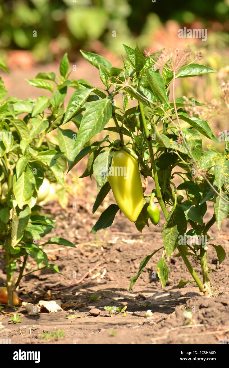 Yellow bell pepper harvest field hi-res stock photography and images ...