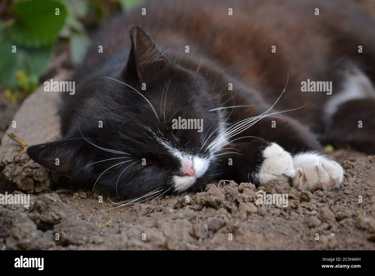 Black and white cat sleeping in garden. Pet resting Stock Photo - Alamy