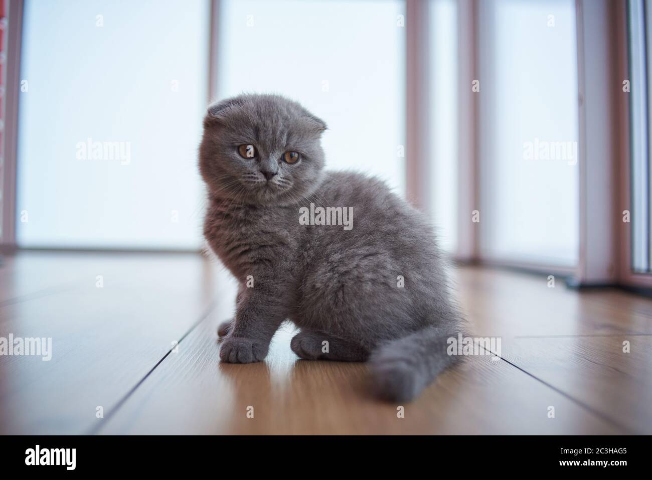 Scottish fold cat. Curious Scottish fold kitten. closeup looking at camera. High quality photo Stock Photo