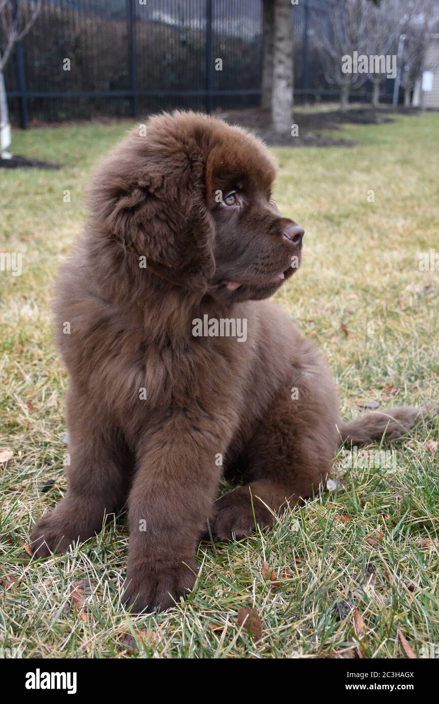 Cute sitting Newfoundland puppy dog with fluffy fur Stock Photo