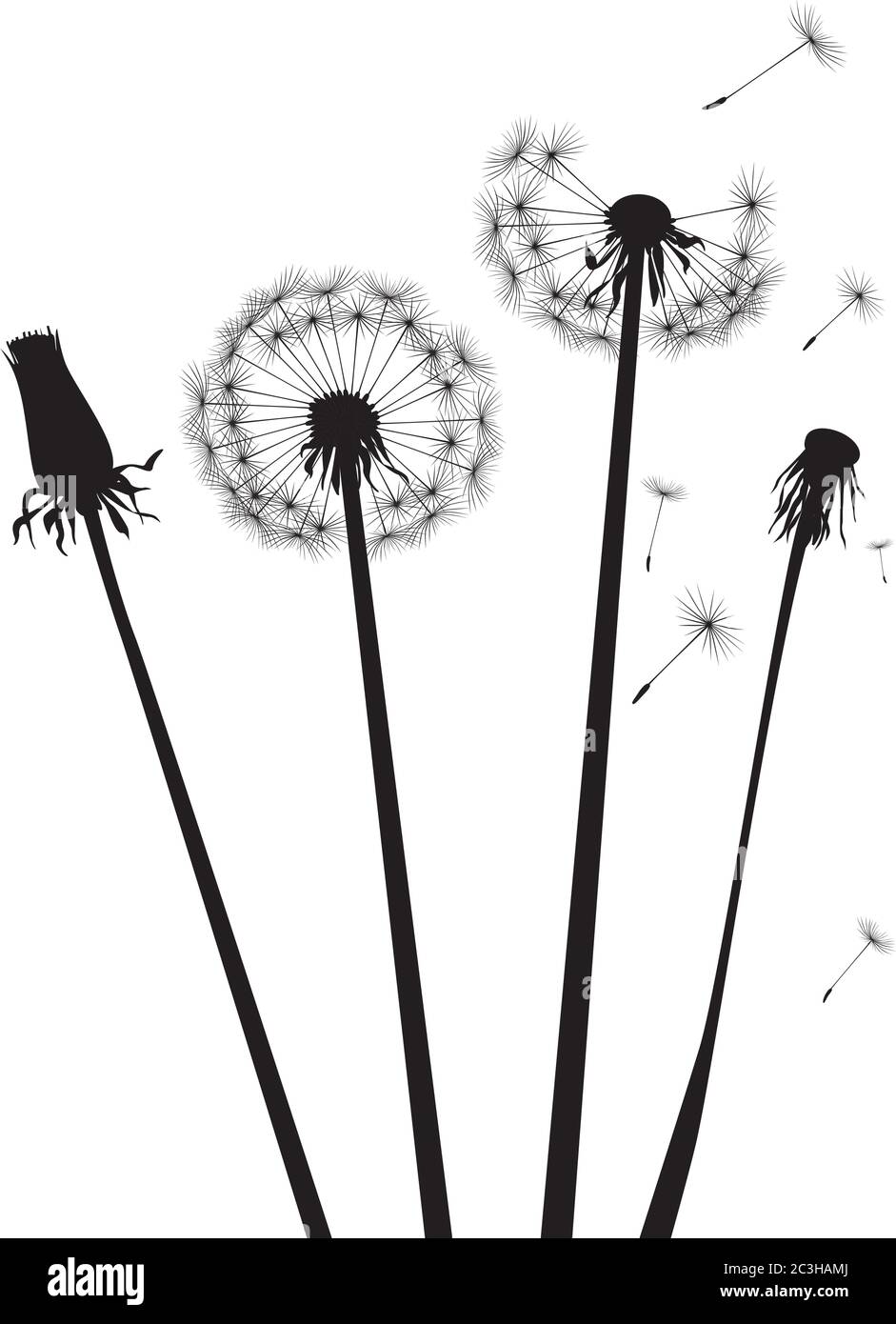 Dandelion composition. Vector Illustration. EPS file. Stock Vector