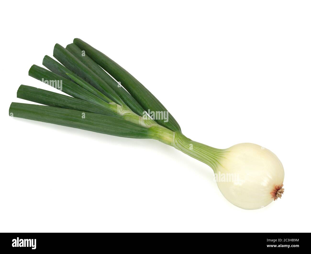 Young napiform onion isolated on a white background Stock Photo