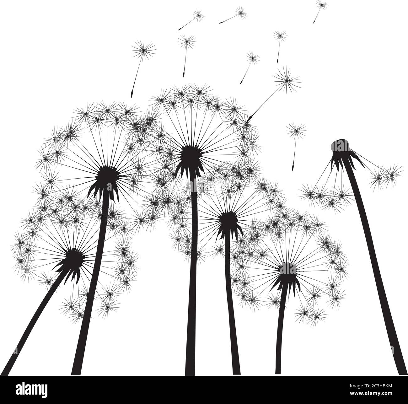 Black dandelion on white background. Vector Illustration. Stock Vector