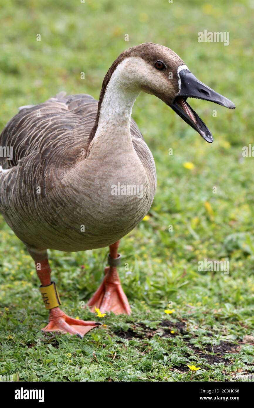 Swan Goose (Anser cygnoides) Stock Photo