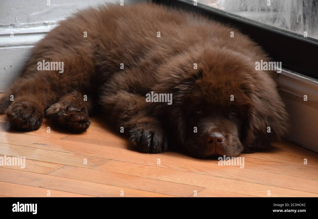 Shops fluffy newfoundland dog