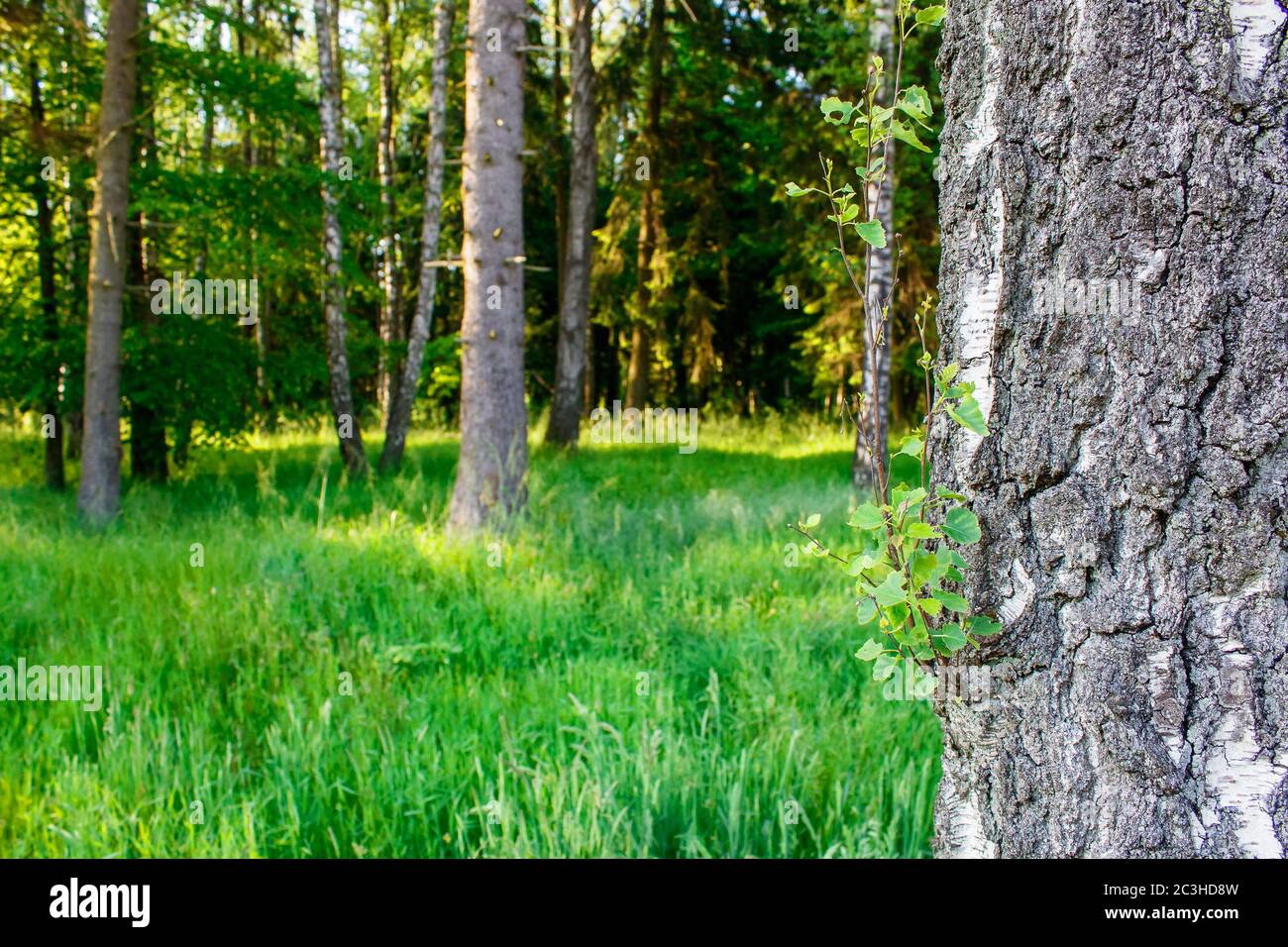 Summer forest in bright sunny hi-res stock photography and images - Alamy