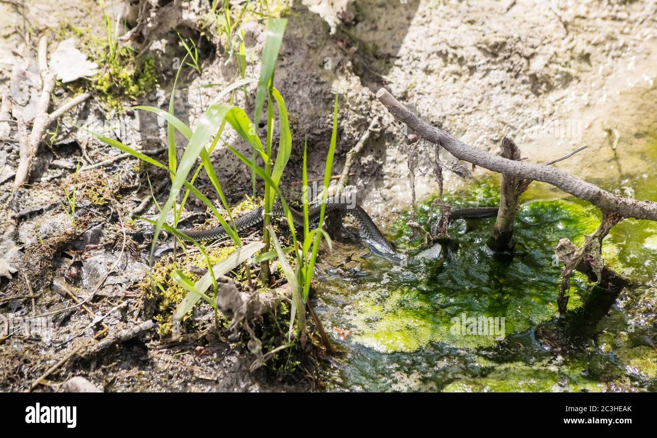 Snake Pool Snake Swimming Pool High Resolution Stock Photography and Images - Alamy