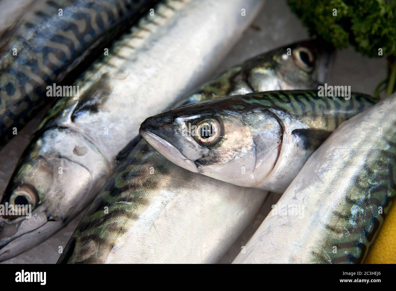 Mackerel on ice for sale at a fish market Stock Photo Alamy