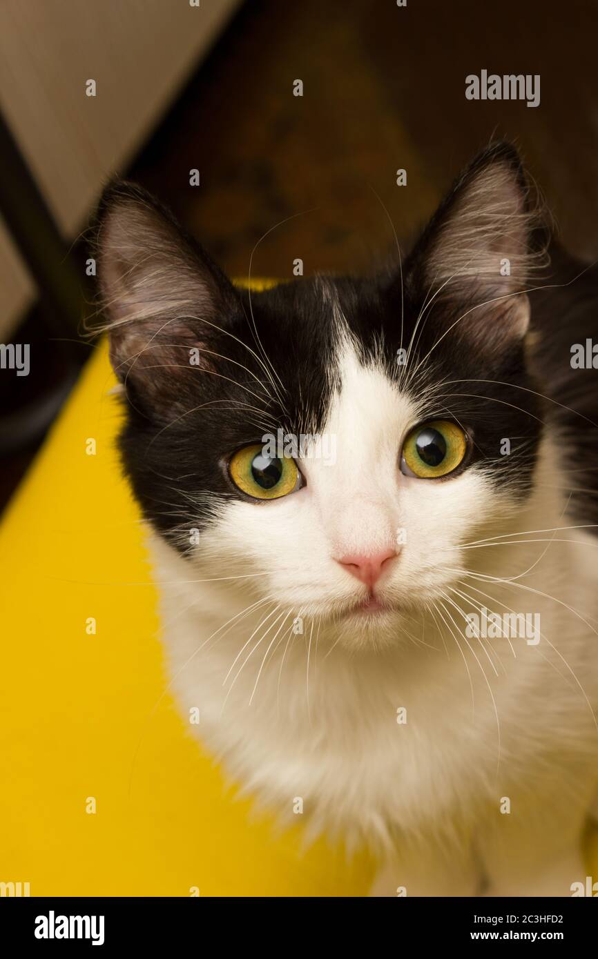Beautiful black and white cat inquiringly looks straight at the camera ...