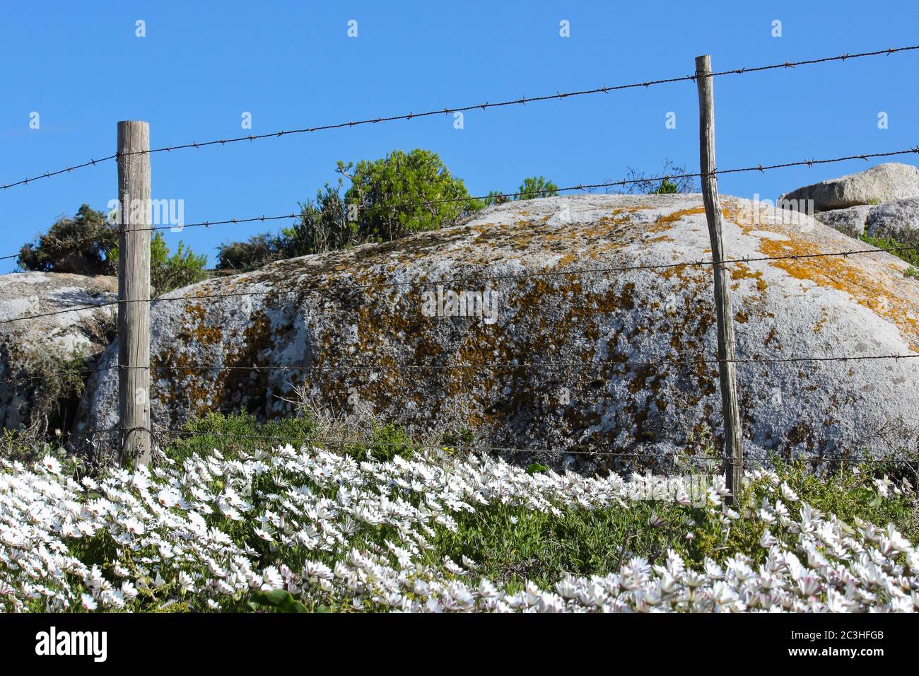 Cape Daisy Flowers And Fence (Dimorphotheca pluvialis) Stock Photo
