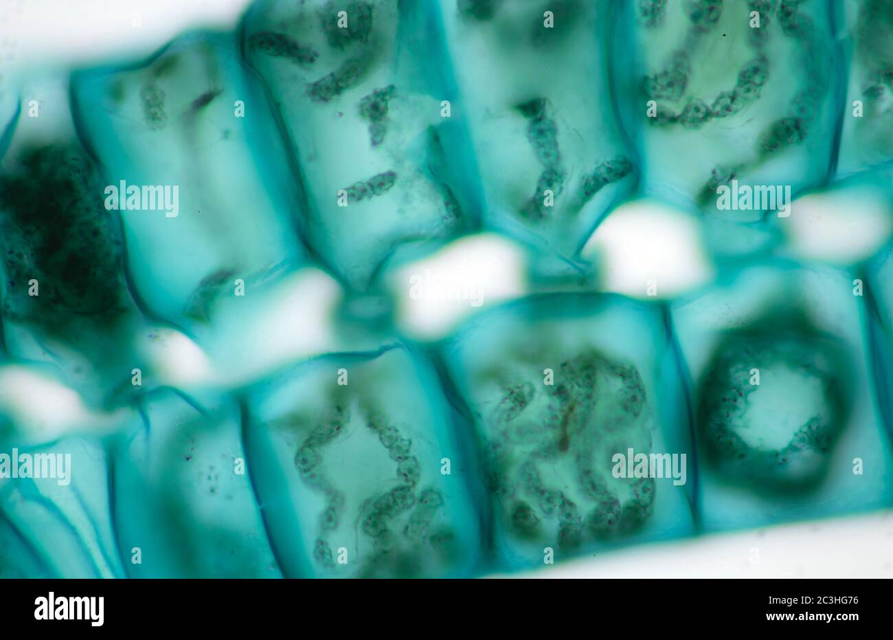 Spirogyra freshwater algae, microscope view Stock Photo