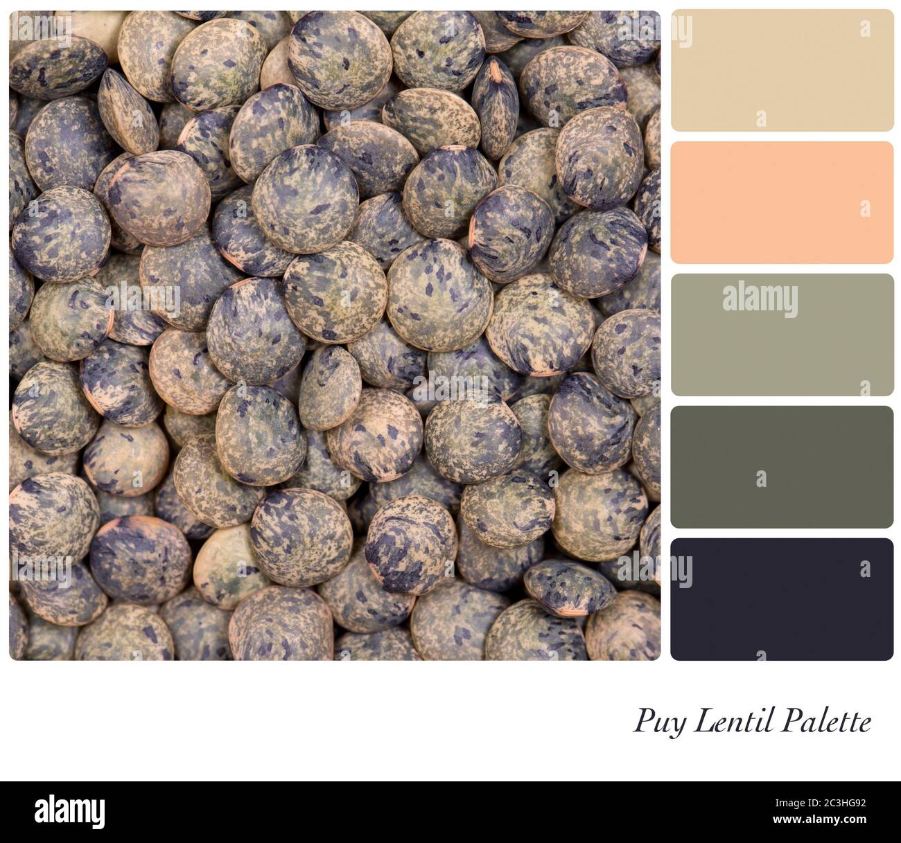 A closeup background texture dried French Puy lentils,  in a colour palette with complimentary colour swatches. Stock Photo