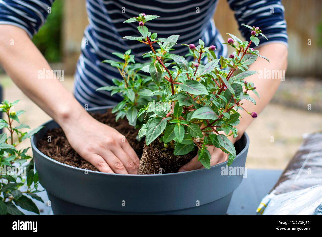 Woman working outside in a garden planting young flower plants in a planter. Woman's hands plant
