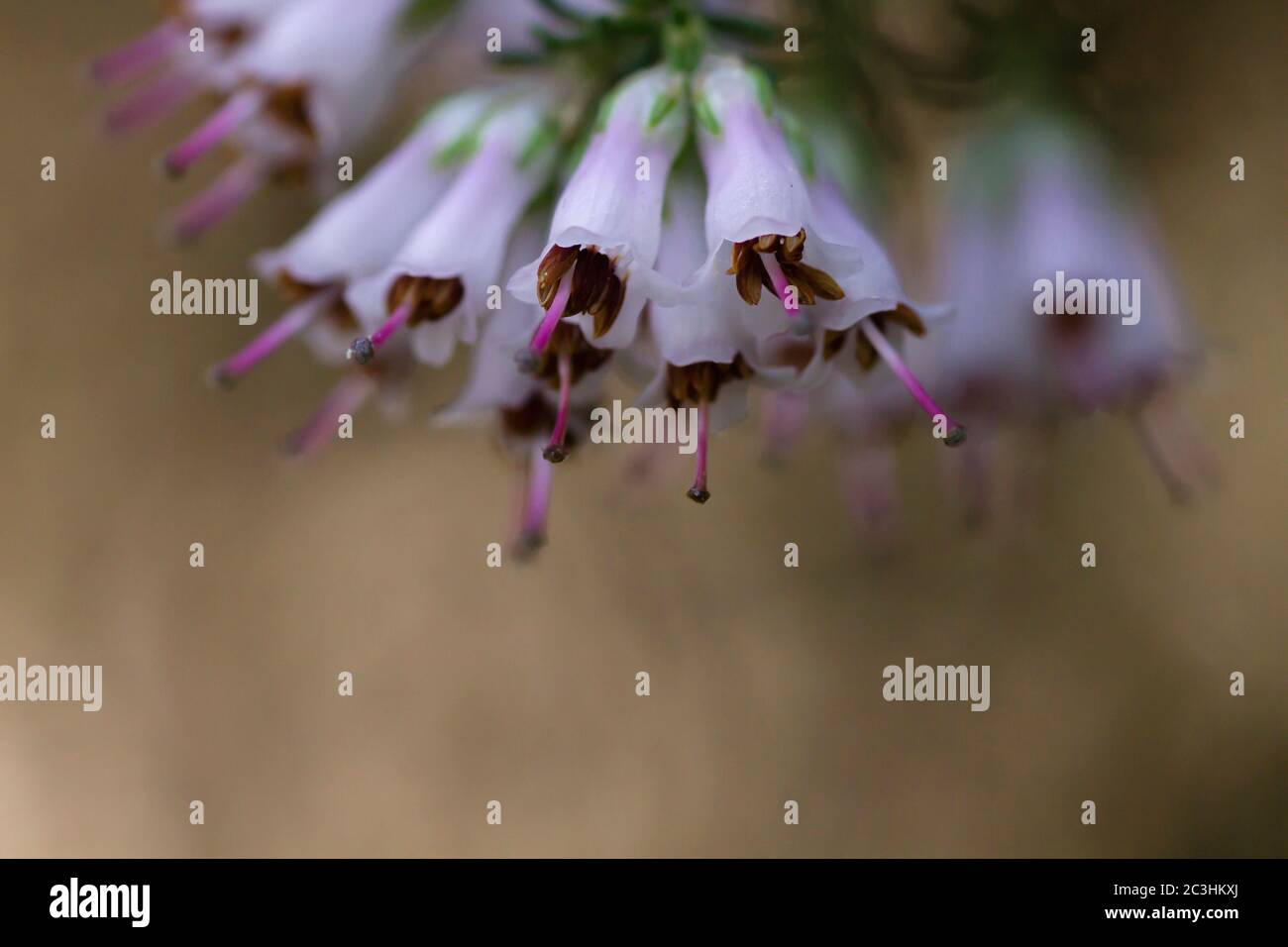 Detail of erica arborea white flowers blooming Stock Photo