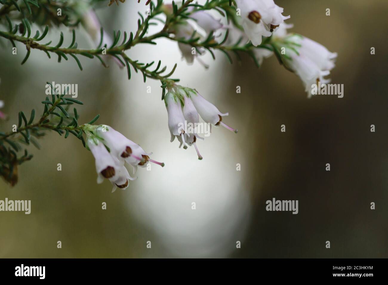Detail of erica arborea or tree heath white flowers blooming Stock Photo