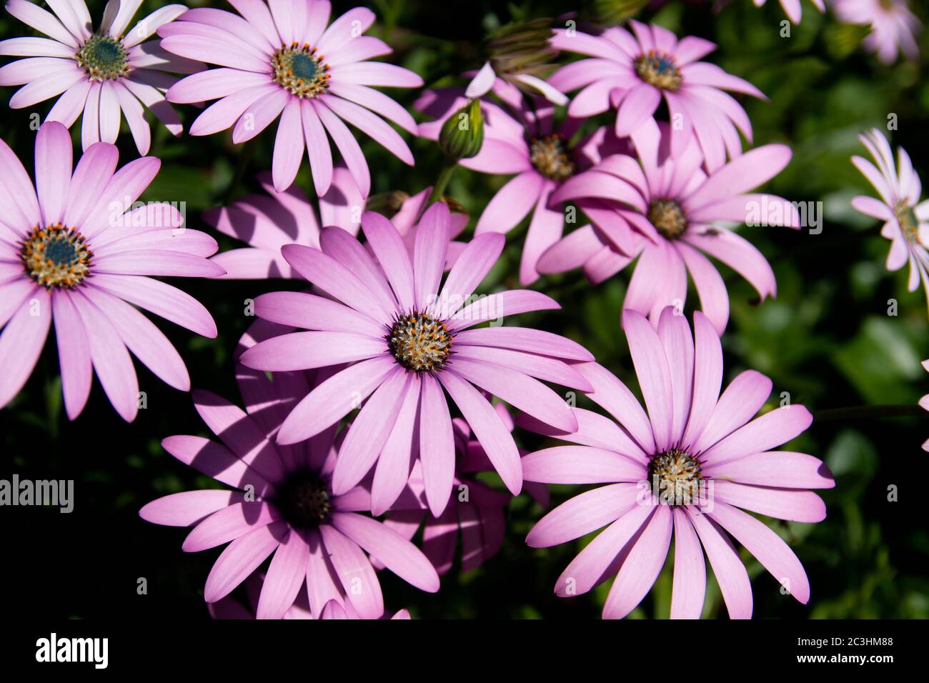 Dimorphotheca sinuata pink flowers blooming in spring Stock Photo