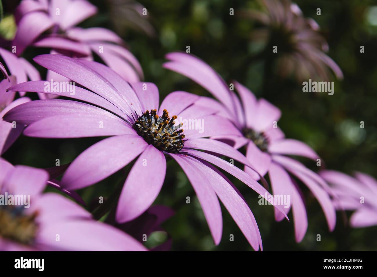 African daisy pink-purplish flowers blooming in spring Stock Photo