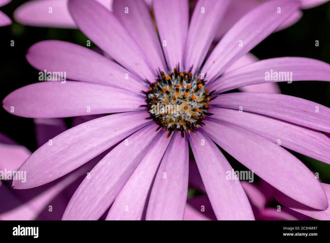 Detail of african daisy pink purplish flower blooming in spring Stock Photo