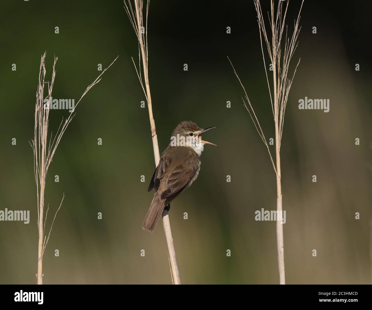 Blyth’s reed warbler, singing from a reed stem Stock Photo