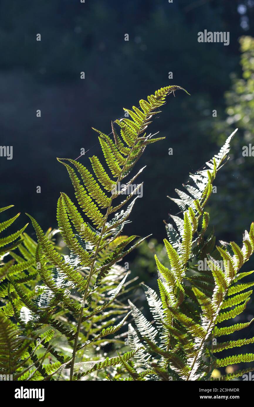 Detail of green fern fronds Stock Photo