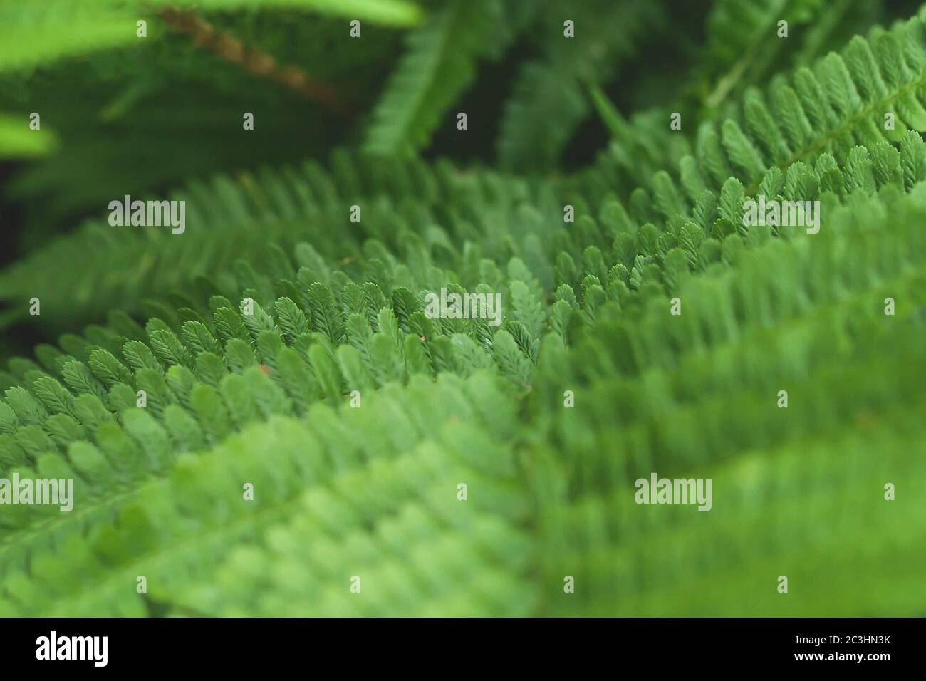 Detail of green fern fronds Stock Photo