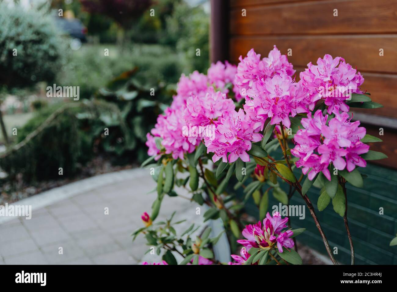 Blooming rhododendron plant with purple flowers. Purple blossoming azalea bush in garden. Rhododendron shrub blooming in spring Stock Photo