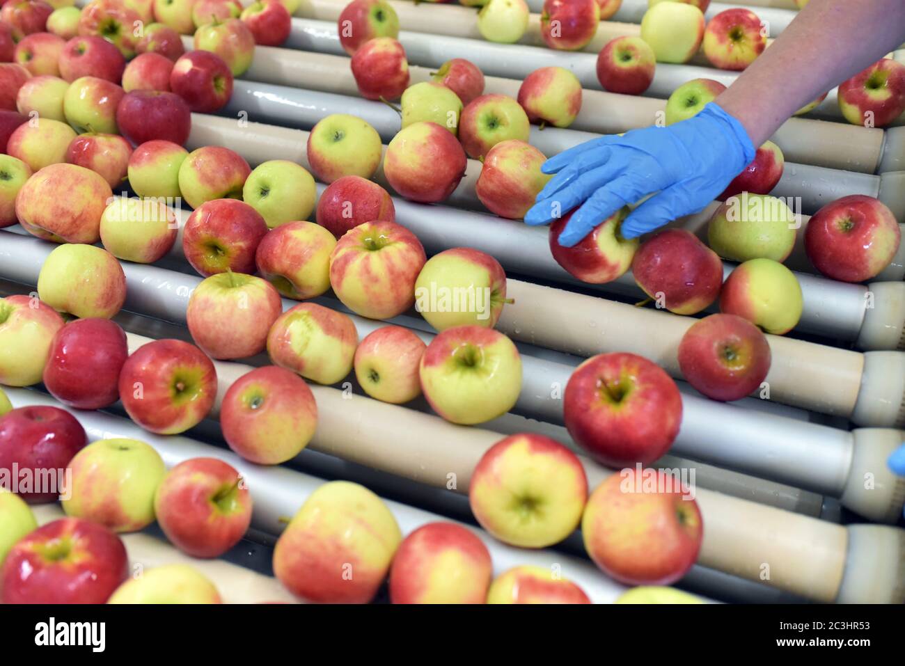 food factory: assembly line with apples and workers Stock Photo