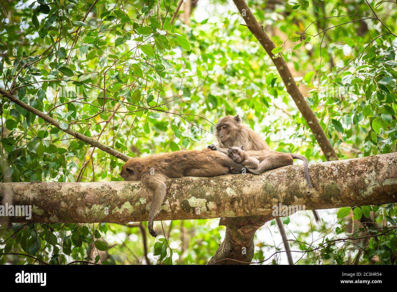 Ape on a Tree Thailand Stock Photo