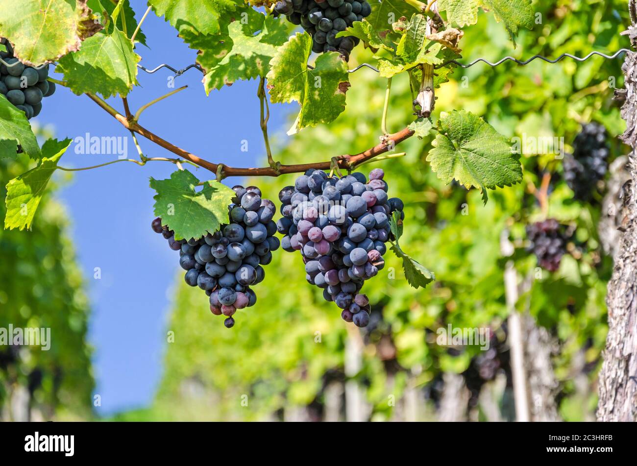Ripe red grapes in vineyard Stock Photo