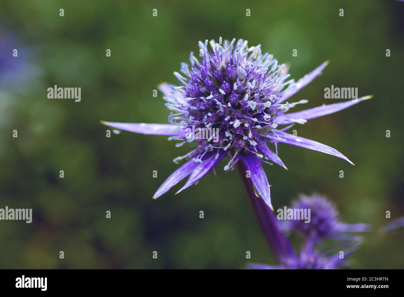 Eryngo purple blue flowers Stock Photo