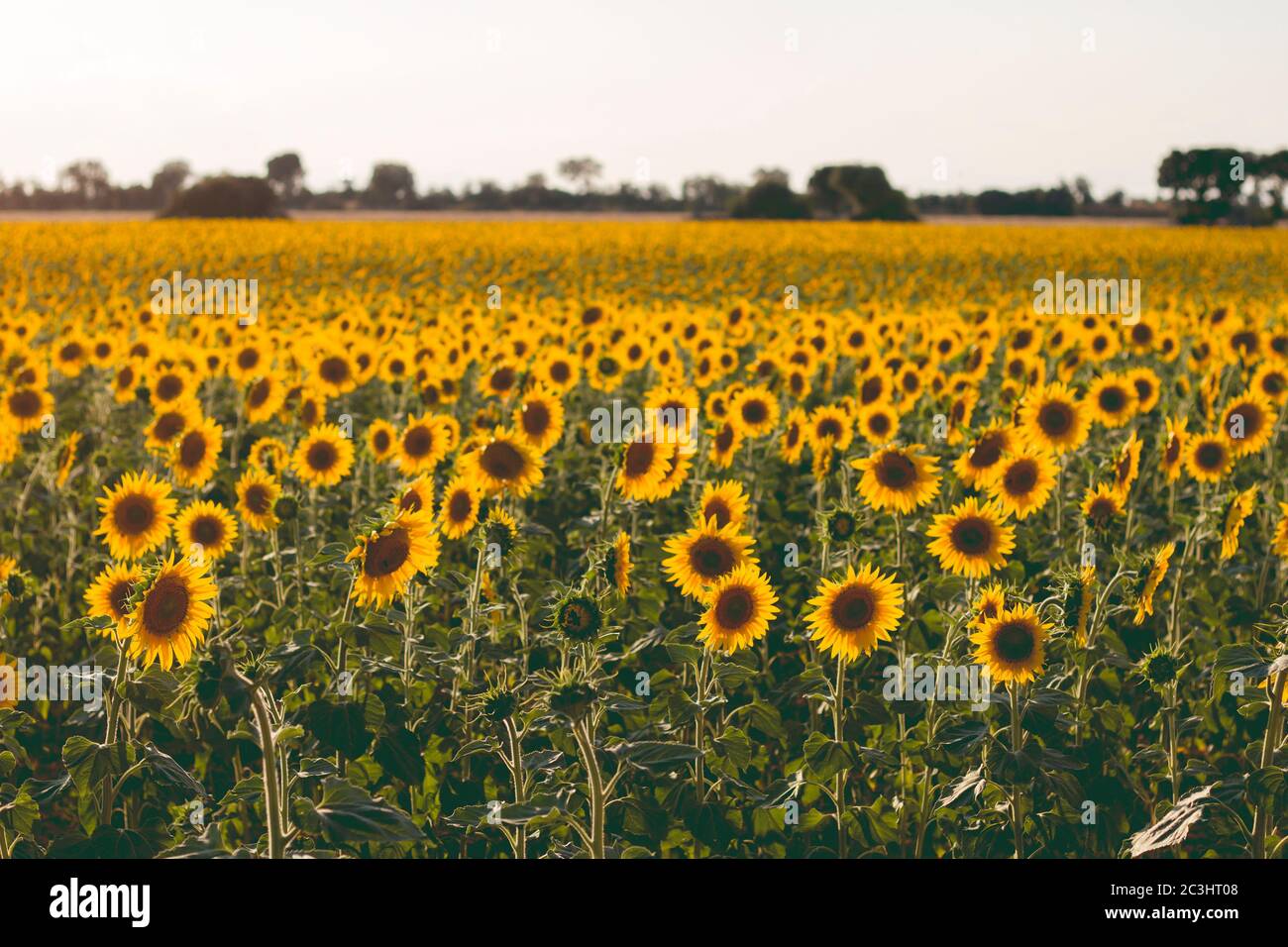 Sunflowers fields landscape in bloom Stock Photo Alamy