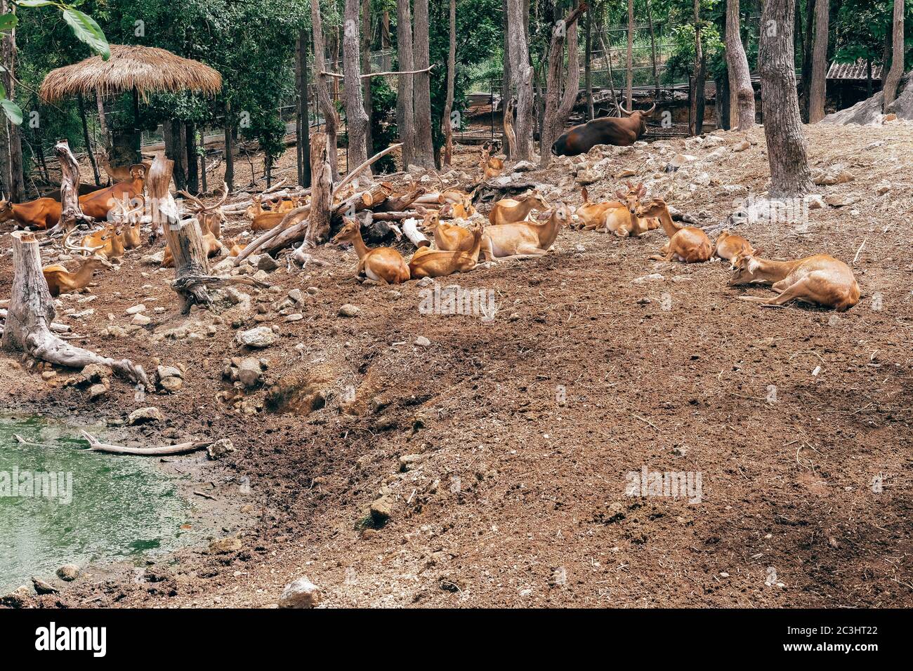 eld 's hog spotted deer resting relaxing in park Stock Photo