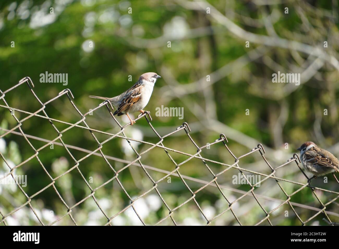 House sparrow on fence during spring Stock Photo