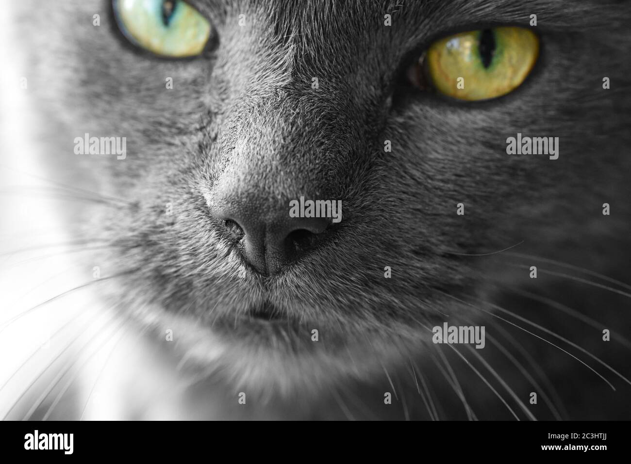 Close up of russian blue cross cat's face Stock Photo