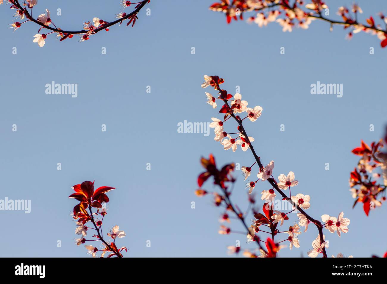 Detail of ’Prunus cerasifera nigra’ or black cherry plum tree blooming