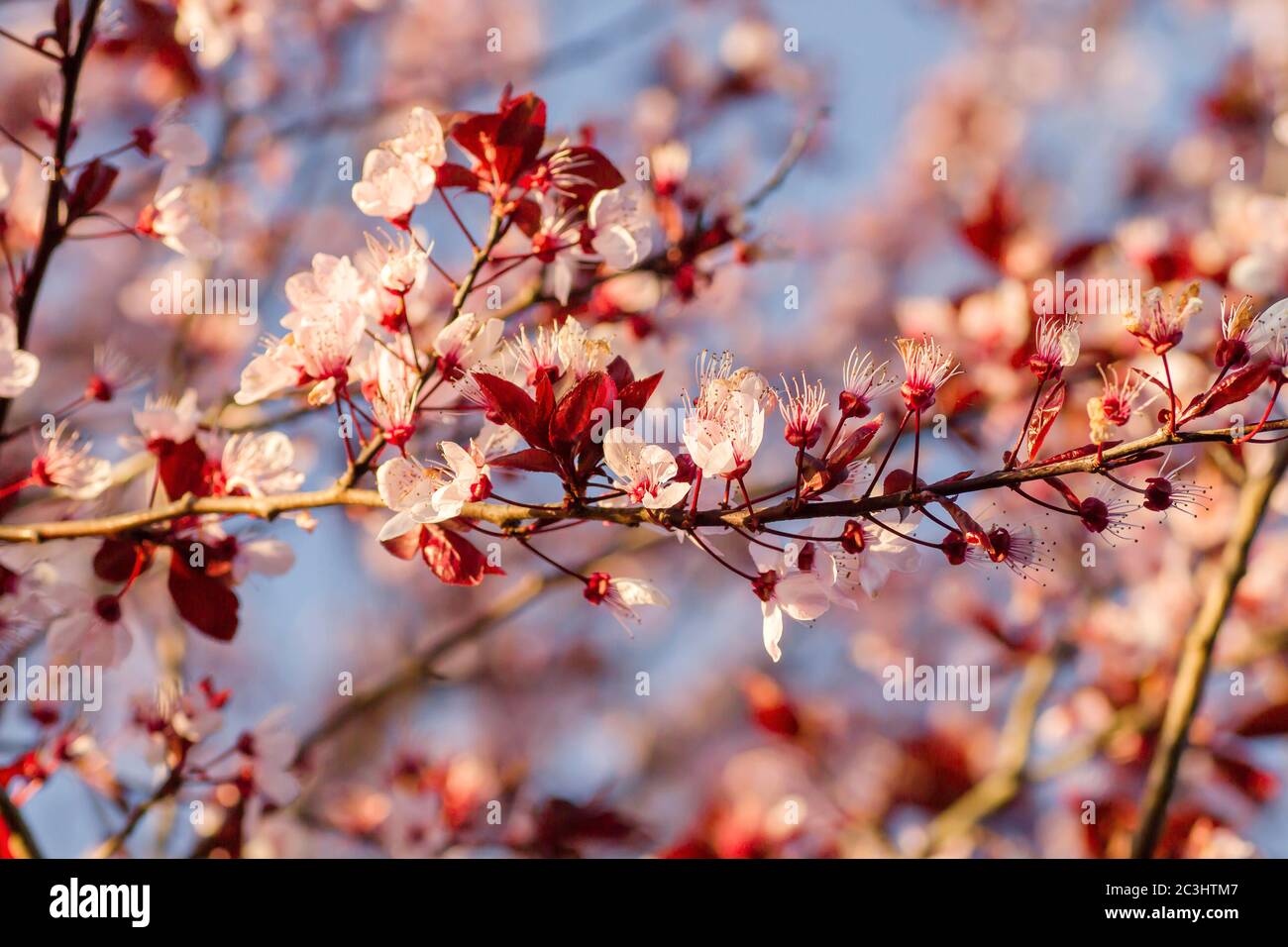 Detail of prunus cerasifera or black cherry plum blooming in early spring Stock Photo