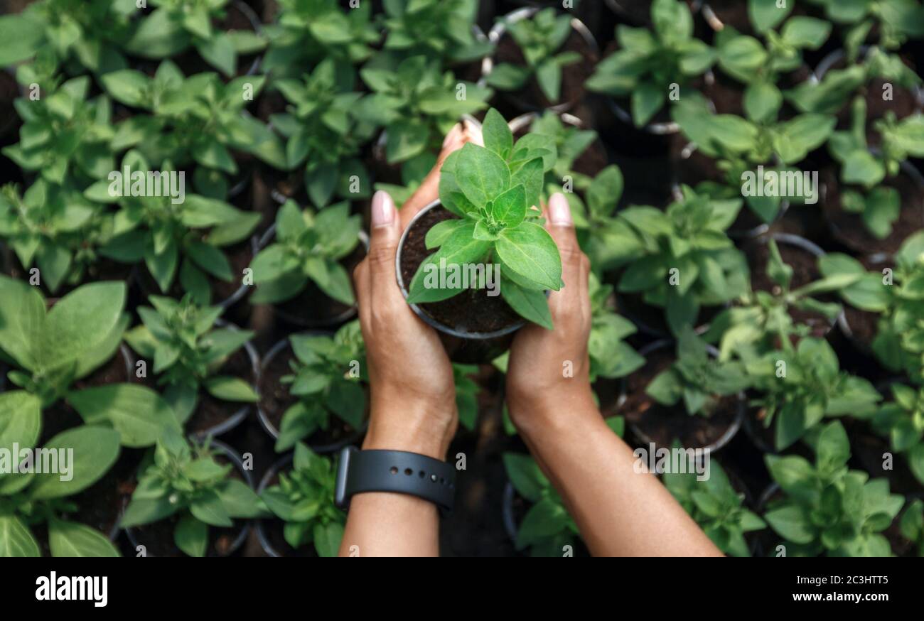 New life and management of modern greenhouses. Hands of african american girl holding pot Stock Photo