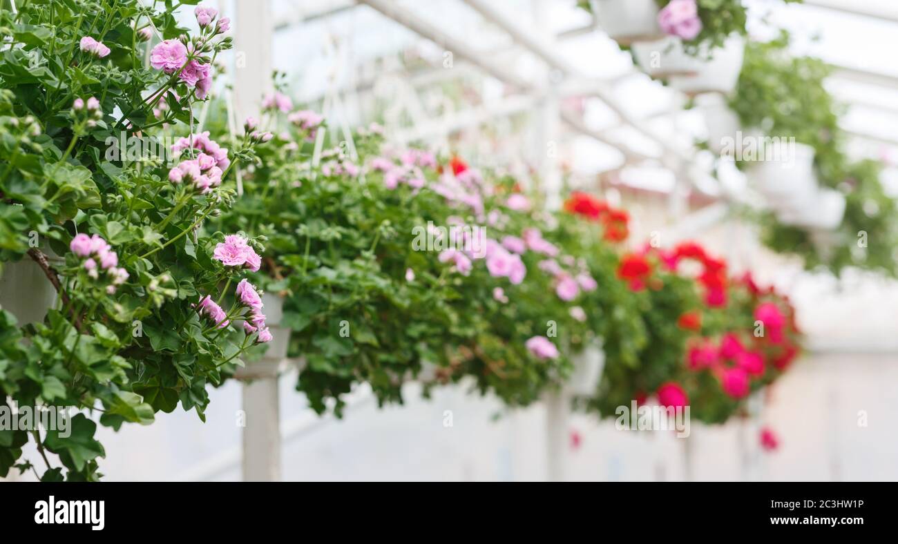 Collection of miniature roses in greenhouse. Pink and red potted flowers hanging from ceiling Stock Photo