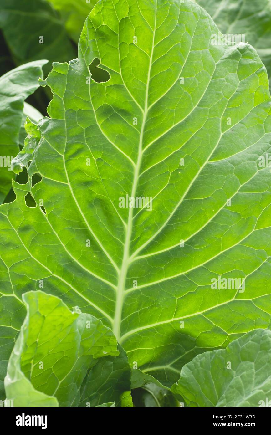 Green vegetable garden Stock Photo - Alamy