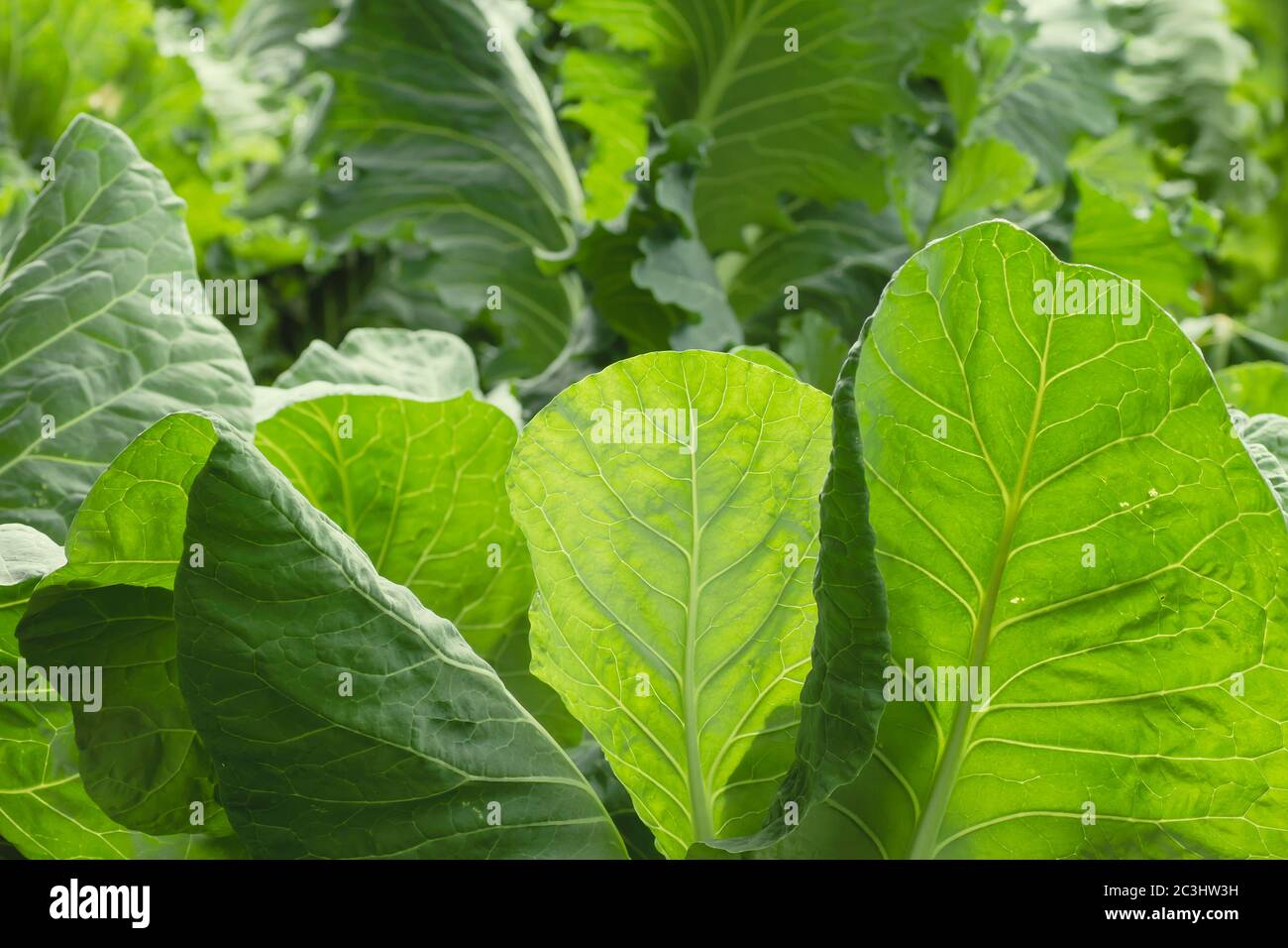 Green vegetable garden Stock Photo - Alamy