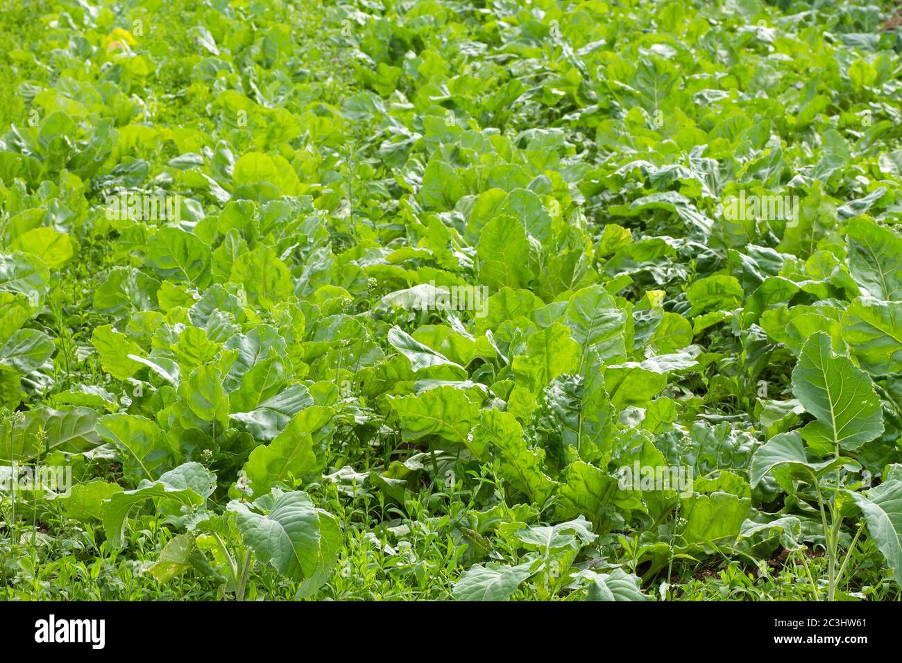 Green vegetable garden Stock Photo - Alamy