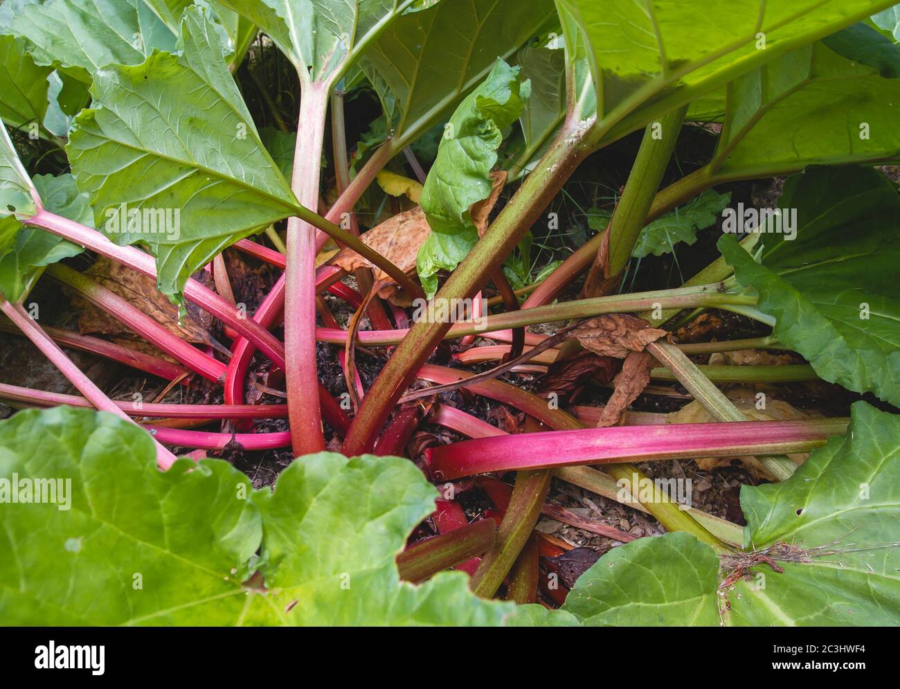Rhubarb plants with green leaves and red stalks Stock Photo - Alamy