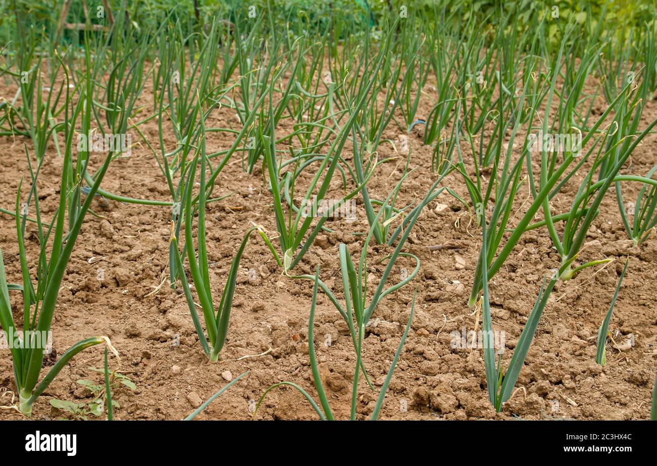 Onion plants growing in the vegetable garden Stock Photo Alamy