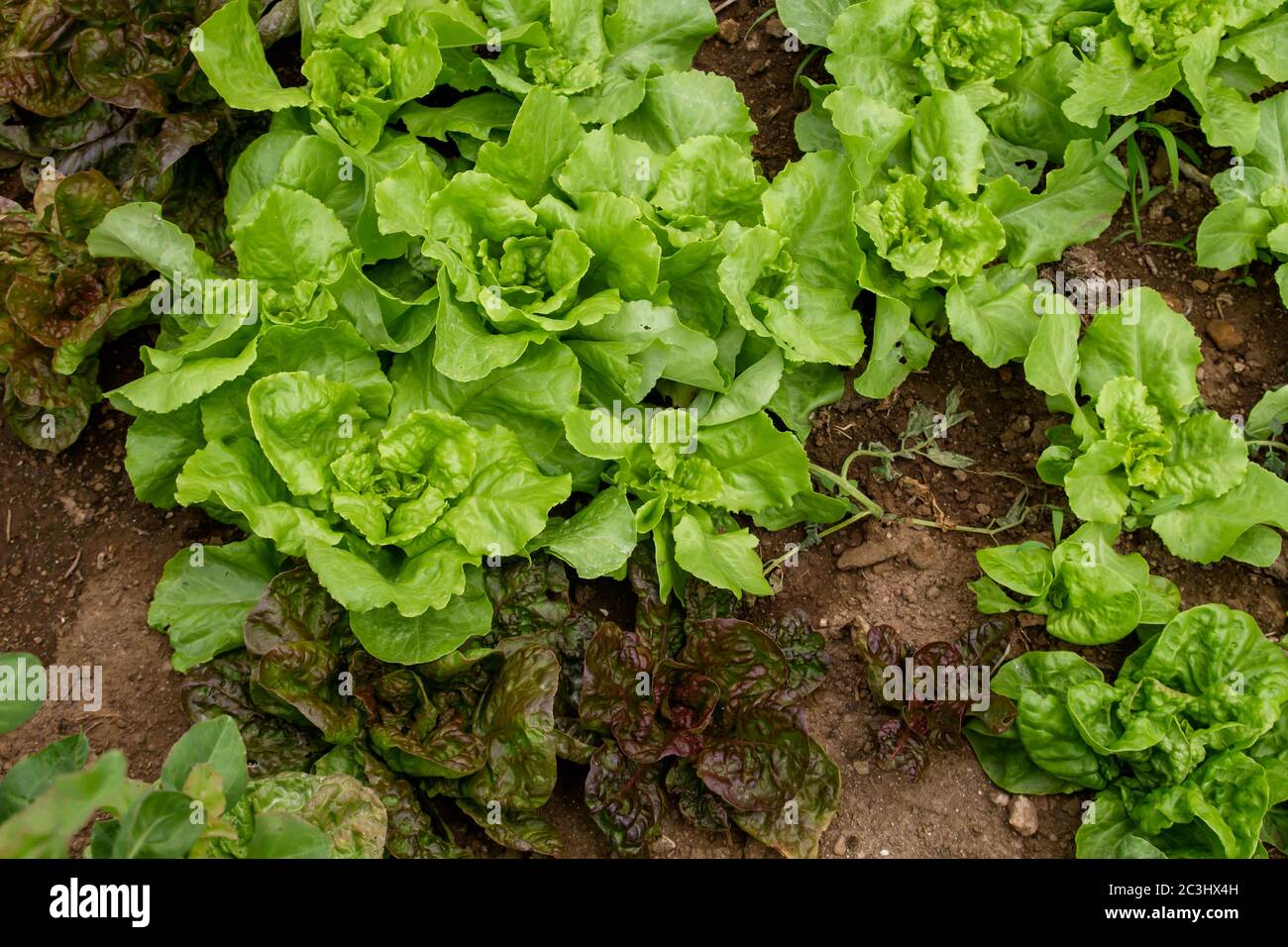 Lettuce plants growing in the kitchen garden Stock Photo Alamy