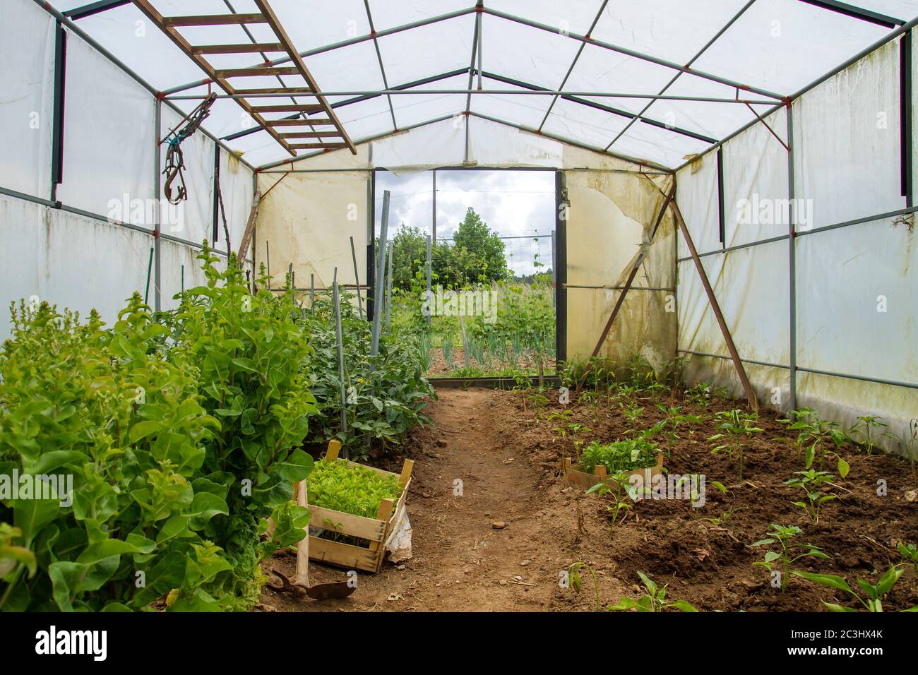 Growing organic food in a greenhouse Stock Photo